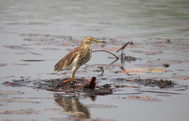 Indian Pond Heron in the natural swamp habitat. Bird in the green flower in march. Brown heron from Asia.
