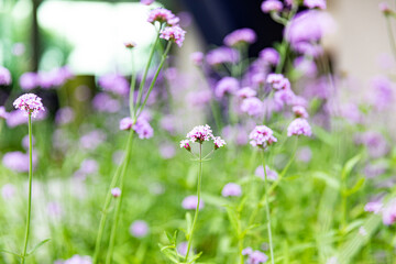 Beautiful purple flower with blur background