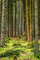 Fototapeta premium Natur