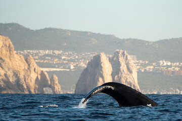 Humpback whale's tale splashing at the surface with the Arch of Cabo © Cavan