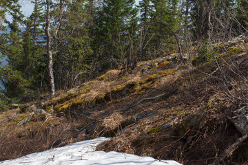 forest in spring. Bashkortostan