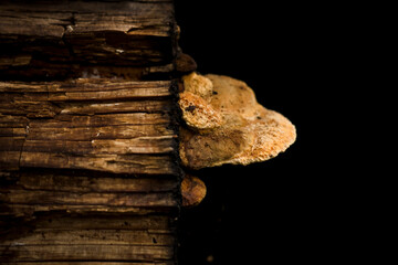 old wood texture with mushroom on black background
