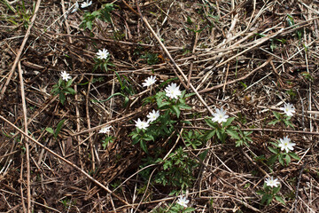 snowdrops in the forest. Rassypnaya mountain in Bashkortostan