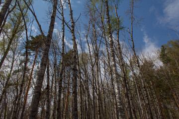 clouds and trees. Rassypnaya mountain in Bashkortostan