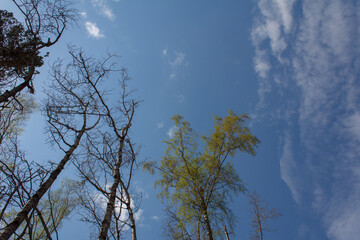clouds and trees. Rassypnaya mountain in Bashkortostan
