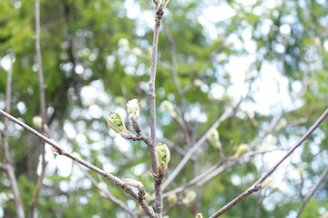 spring in the forest. Rassypnaya mountain in Bashkortostan