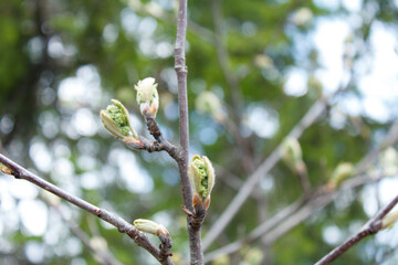green parrot on branch. Rassypnaya mountain in Bashkortostan