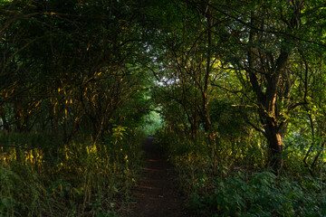 Fototapeta na wymiar Magical light through trees along path at dusk summer night time shining through lush green leaves. Beautiful dreamy fairy tale atmosphere