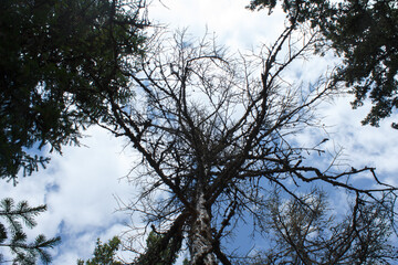 trees in the sky. Rassypnaya mountain in Bashkortostan