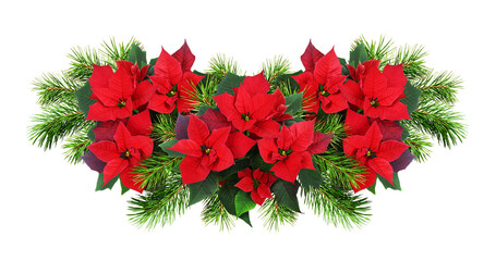 Christmas poinsettia flowers and spruce branches in a festive arrangement