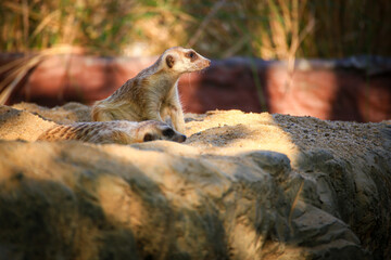 Meerkats were walking on the dry sand with sunlight shining on them