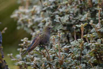 Chalcostigma stanleyi stanleyi