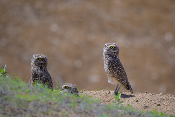 Athene cunicularia nanodes