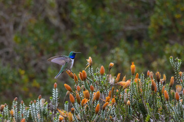 Oreotrochilus estella stolzmanni