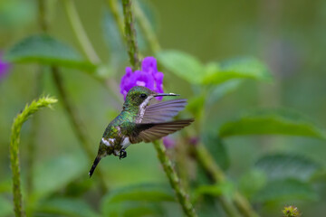 Discosura langsdorffi melanosternon
