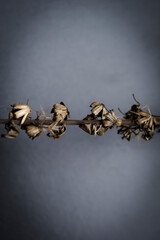 Fototapeta premium faded flowers on grey background