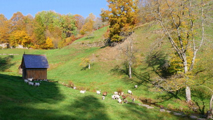 Ziegenherde auf dem s.g. Ziegenpfad Wanderweg bei Forbach, Murgtal, Baden-Württemberg