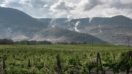 Fototapeta premium Vineyard on the background of hills covered with fog