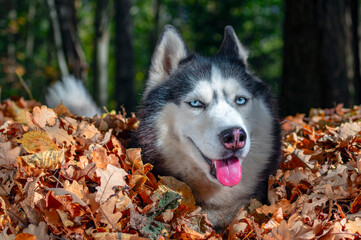 Obraz premium Blue-eyed Siberian husky in pile of autumn yellow leaves, sunny day
