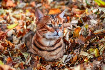 Naklejka na ściany i meble Bengal cat. Green-eyed bengal cat in the yellow fallen leaves, sunny autumn