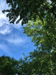 Hammock treetop view