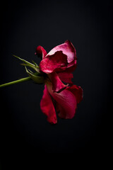 Fototapeta na wymiar faded rose flower on black background