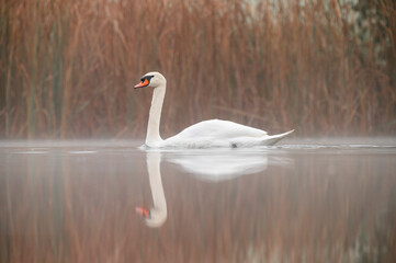 Swan in the autumn fog on a lake