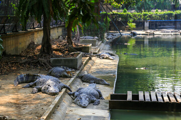 Naklejka na ściany i meble Brown crocodile lying sunbathe on the ground beside the pool.