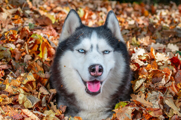 Siberian husky in pile of autumn yellow leaves, sunny day
