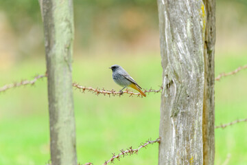 Black redstart on a barbed wire