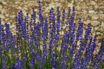 French provence lavender fields in Luberon