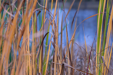 Autumn meadow plants on the background of the river.
