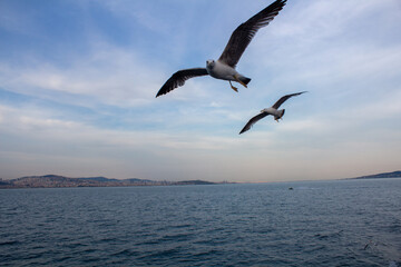 Fototapeta na wymiar Möve über dem Bosporus mit HImmel und Wolken 