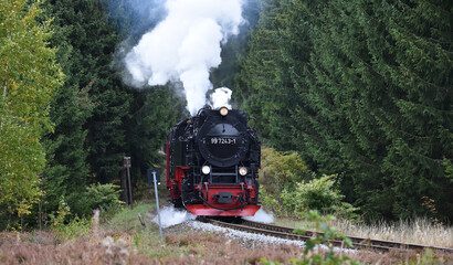 Harzer Schmalspurbahn im Fichtenwald 