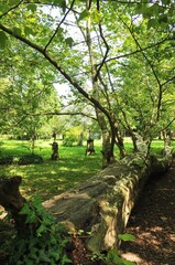 Survival - Fallen tree continues to grow 