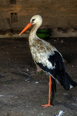 stork