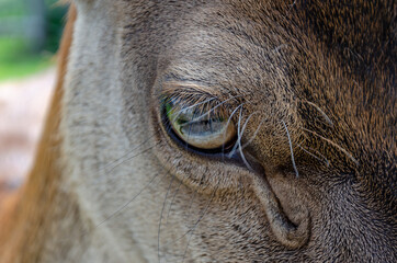 eye