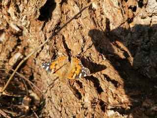 Orange and Black Butterfly on Bark