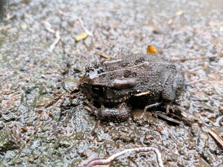 Camouflage Frog on Tar or Concrete