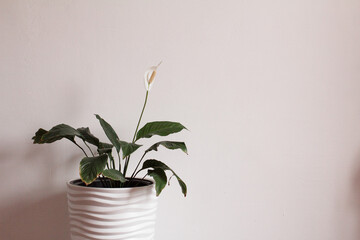 white Spathiphyllum flower in a vase