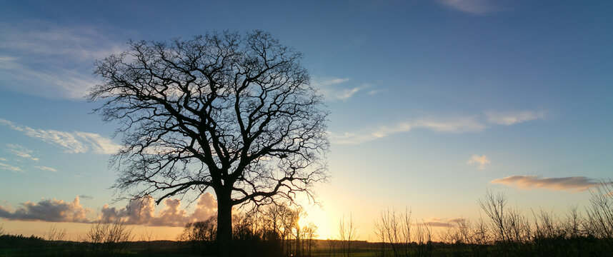 Silhouette of an oak tree with bare stems and branches in winter, tree funeral, forest cemetery