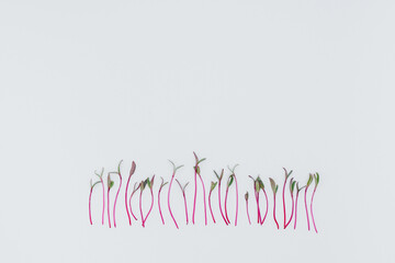 Micro-green sprouts close-up on a white background with free space. Healthy food and lifestyle