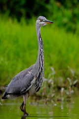 Close-up portrait of grey heron lurking  on a catch in  the lake between grass. Grey Heron, Adrea cinerea