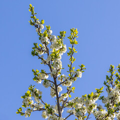 The apple tree is blooming