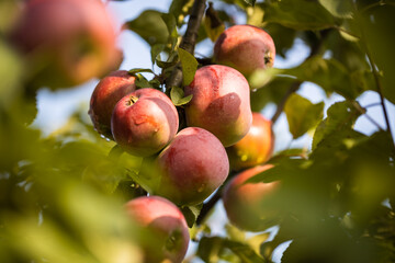 The branch of the apple tree is strewn with ripe fruits.