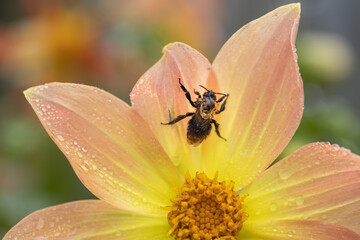 A wet bee sits on a flower petal after rain.