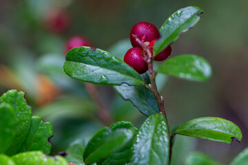 Ripe lingonberry berries close-up.