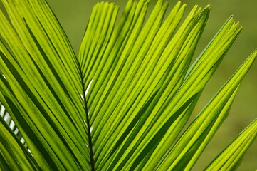 palm leaf background