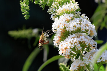 The broad-bordered bee hawk-moth flying arround flowering summer lilac (butterfly bush). Looks as hummingbird or bumblebee. Hemaris fuciformis.