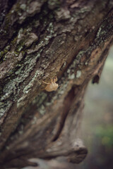 Esuvia di insetto su albero di ulivo durante la raccolta invernale